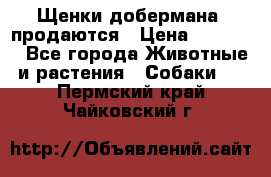 Щенки добермана  продаются › Цена ­ 45 000 - Все города Животные и растения » Собаки   . Пермский край,Чайковский г.